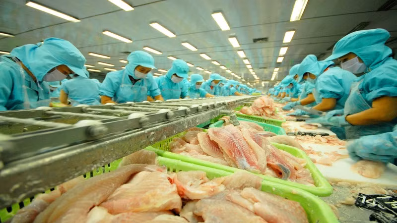 Xuất khẩu cá tra của Việt Nam tăng trưởng mạnh nhờ các hiệp định thương mại tự do. 