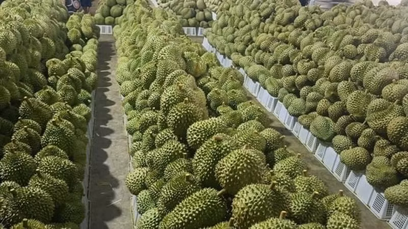 Sầu riêng là trái cây xuất khẩu chủ lực của Việt Nam sang Trung Quốc. Sầu riêng là trái cây xuất khẩu chủ lực của Việt Nam sang Trung Quốc.