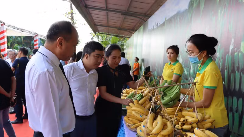 Sản phẩm chuối của Việt Nam rộng đường xuất khẩu sang thị trường Trung Quốc. 
