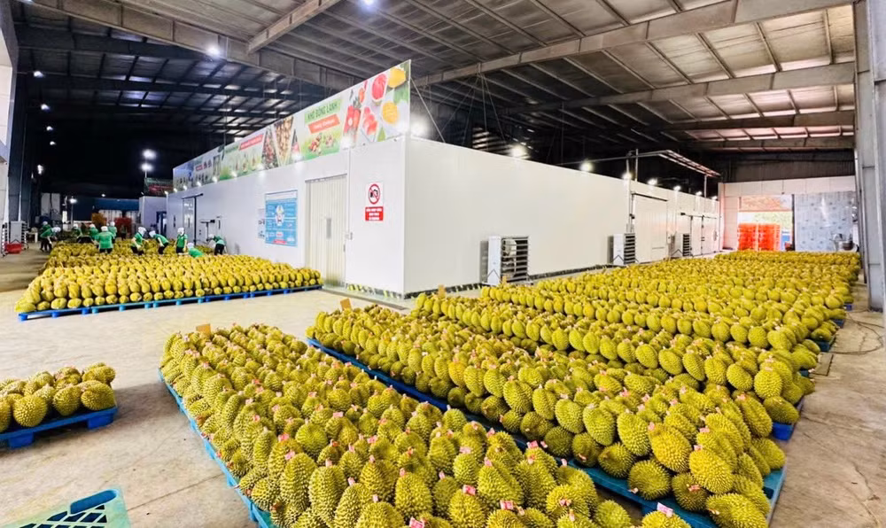 Sầu riêng là một trong những mặt hàng trái cây xuất khẩu sang các nước Asean.