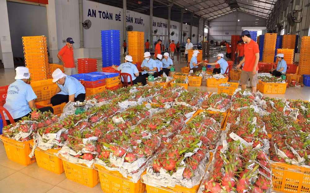 Thanh long là một trong những mặt hàng trái cây xuất khẩu nhiều sang thị trường Trung Quốc. 
