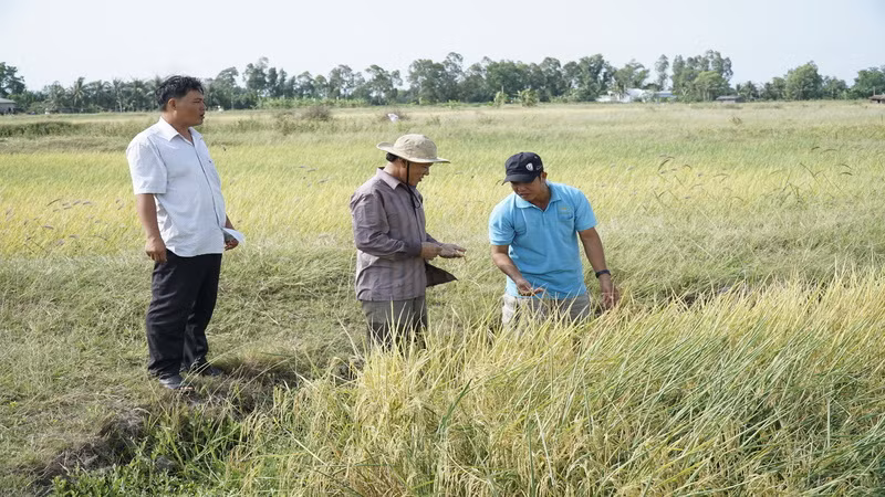 Nông dân đẩy mạnh sản xuất các giống lúa chất lượng cao để tăng giá bán. 