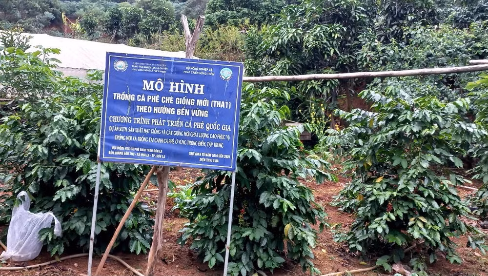 Mô hình trồng cà phê theo hướng bền vững của Hợp tác xã cà-phê Bích Thao, thành phố Sơn La, tỉnh Sơn La.