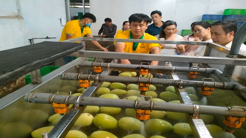 Sơ chế xoài xuất khẩu tại Công ty trách nhiệm hữu hạn Kim Nhung (tỉnh Đồng Tháp). (Ảnh: HỮU NGHĨA) Sơ chế xoài xuất khẩu tại Công ty trách nhiệm hữu hạn Kim Nhung (tỉnh Đồng Tháp). (Ảnh: HỮU NGHĨA)