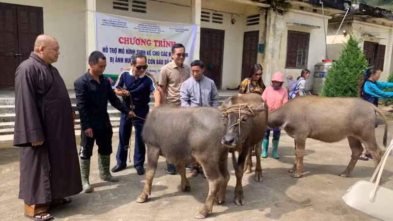 Những con trâu giống được trao tặng cho bà con nông dân Sán Chài, huyện Si Ma Cai (Lào Cai).