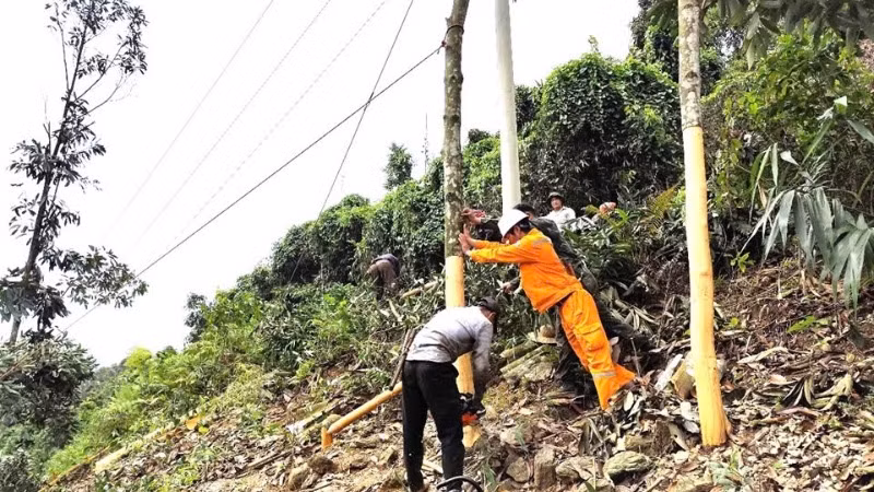 Những cây quế cao ngoài hành lang lưới điện được công nhân Điện lực Bảo Thắng chằng néo cẩn thận để phòng ngừa đổ vào đường dây.