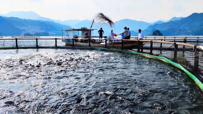 Nghề nuôi cá lồng trên sông Đà đang ngày càng mang lại giá trị kinh tế cao cho người nông dân.