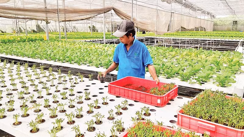 Trồng rau công nghệ cao tại Hợp tác xã Nông nghiệp Tuấn Ngọc, phường Long Trường, thành phố Thủ Đức.
