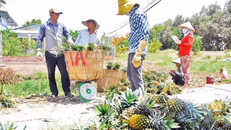 Thu hoạch khóm tại xã Thạnh Tân, huyện Tân Phước (Tiền Giang). Thu hoạch khóm tại xã Thạnh Tân, huyện Tân Phước (Tiền Giang).