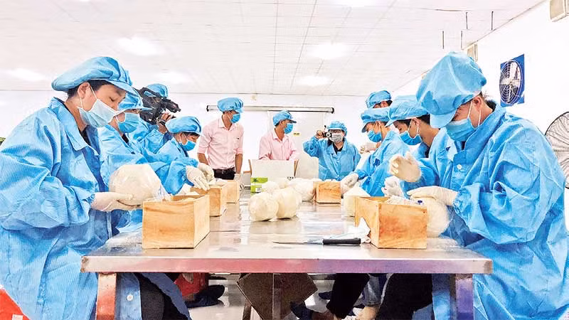 Sơ chế dừa tươi xuất khẩu tại một doanh nghiệp ở Bến Tre.
