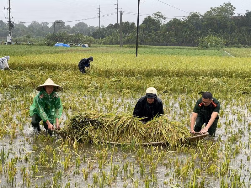 Cán bộ, chiến sĩ công an, quân đội giúp người dân Sơn Tây gặt lúa.