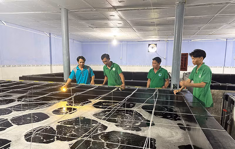 Kỹ thuật viên Công ty TNHH Sản xuất giống thủy sản Hồ Trung kiểm tra quá trình tôm con sinh trưởng.