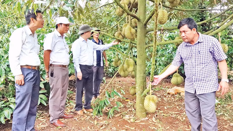 Trồng cây sầu riêng ở Đắk Lắk. Ảnh CÔNG LÝ