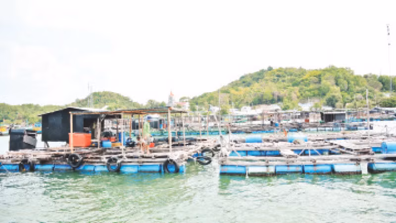 Người dân xã Tiên Hải, thành phố Hà Tiên nuôi cá bằng lồng bè trên biển.