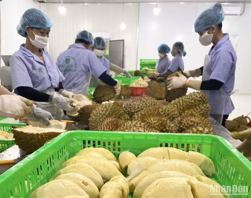 Thị trường xuất khẩu mở rộng đến 35 quốc gia, vùng lãnh thổ. Kim ngạch xuất khẩu hàng hóa giai đoạn 2004-2023 đạt gần 12 tỷ USD, trong đó riêng năm 2023 đạt gần 900 triệu USD, tăng 17,7 lần so với năm 2004. Thị trường xuất khẩu mở rộng đến 35 quốc gia, vùng lãnh thổ. Kim ngạch xuất khẩu hàng hóa giai đoạn 2004-2023 đạt gần 12 tỷ USD, trong đó riêng năm 2023 đạt gần 900 triệu USD, tăng 17,7 lần so với năm 2004.