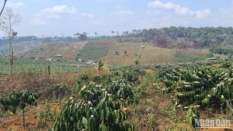 Rừng tại nhiều dự án ở Đắk Nông đã biến thành những vườn cà-phê xanh tốt và nơi làm nhà ở kiên cố của người dân.