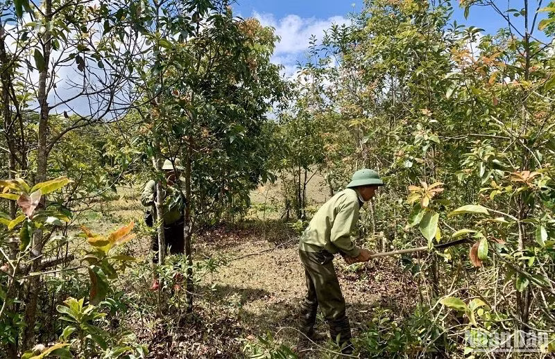 Người dân sống ở khu vực vùng đệm được Vườn quốc gia Tà Đùng thuê khoán khoanh nuôi bảo vệ rừng tự nhiên tái sinh, chăm sóc rừng trồng... góp phần nâng cao thu nhập, từng bước ổn định cuộc sống.