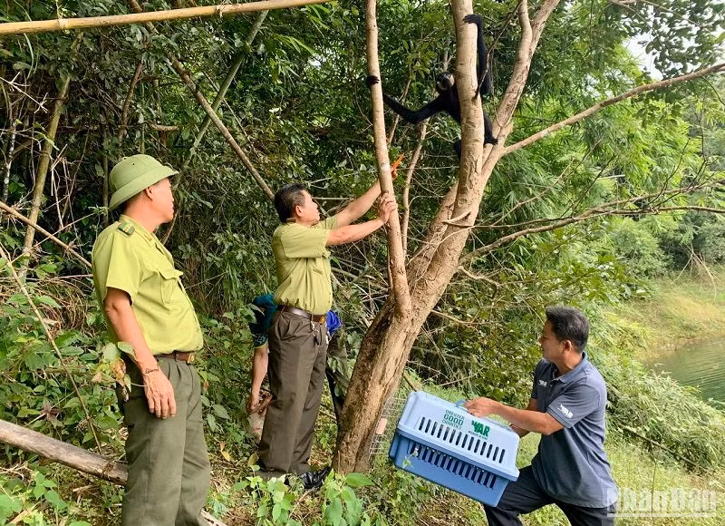 Lực lượng chức năng tiến hành thả các cá thể vượn đen má hung về môi trường tự nhiên.