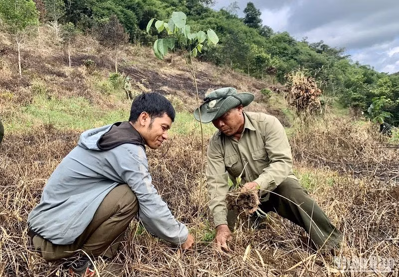Ngoài việc chi trả tiền giao khoán bảo vệ rừng, Vườn quốc gia Tà Đùng còn ưu tiên thuê nhân công là các hộ dân sống gần rừng thực hiện các công trình lâm sinh như trồng rừng, thực hiện các công trình phòng, chống cháy rừng.
