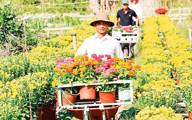 Thu hoạch hoa tại làng hoa Bà Bộ, quận Bình Thủy, thành phố Cần Thơ. (Ảnh MEKONG EXPLORER) 