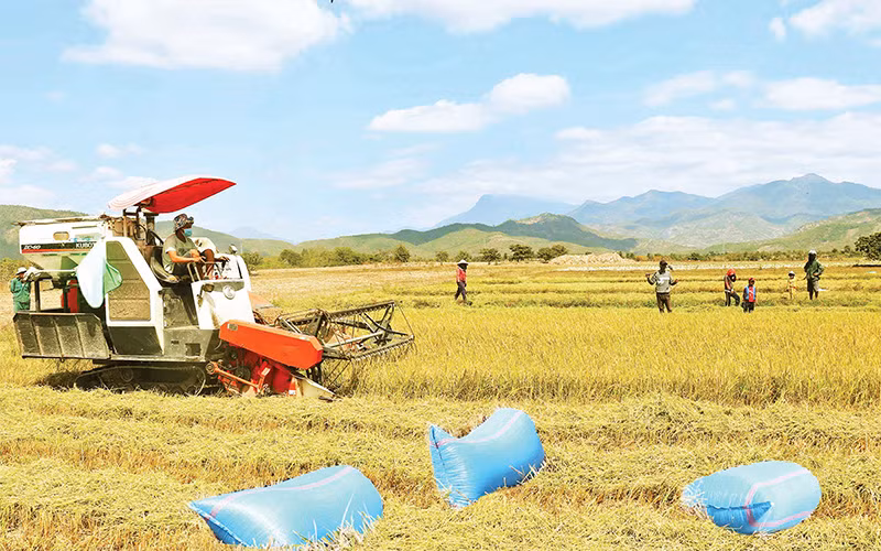 Nhờ nguồn nước cấp từ hệ thống thủy lợi Tân Mỹ, đồng bào Raglai huyện Bác Ái (Ninh Thuận) chuyển sản xuất từ một vụ lên ba vụ. 