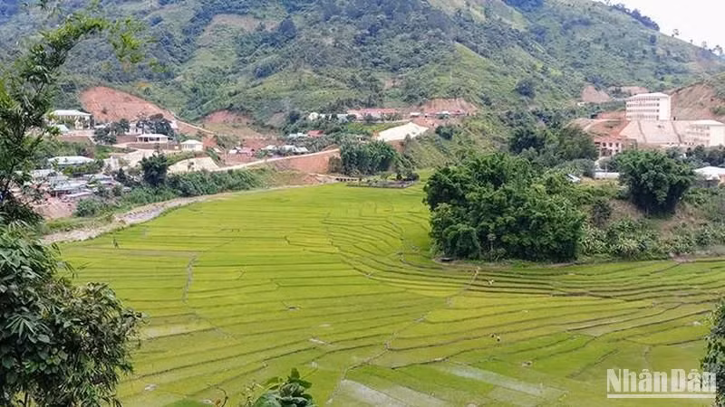 Cánh đồng lúa nước của đồng bào Cơ Tu ở xã A Xan, huyện miền núi Tây Giang, Quảng Nam. (Ảnh: QUỐC VIỆT)