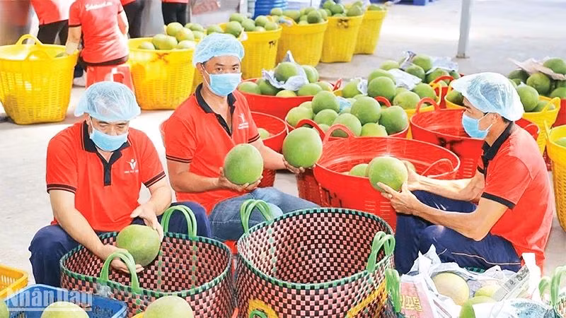 Kiểm tra trái cây trước khi xuất khẩu tại Công ty Vina T&T Group. (Ảnh MINH HÀ)