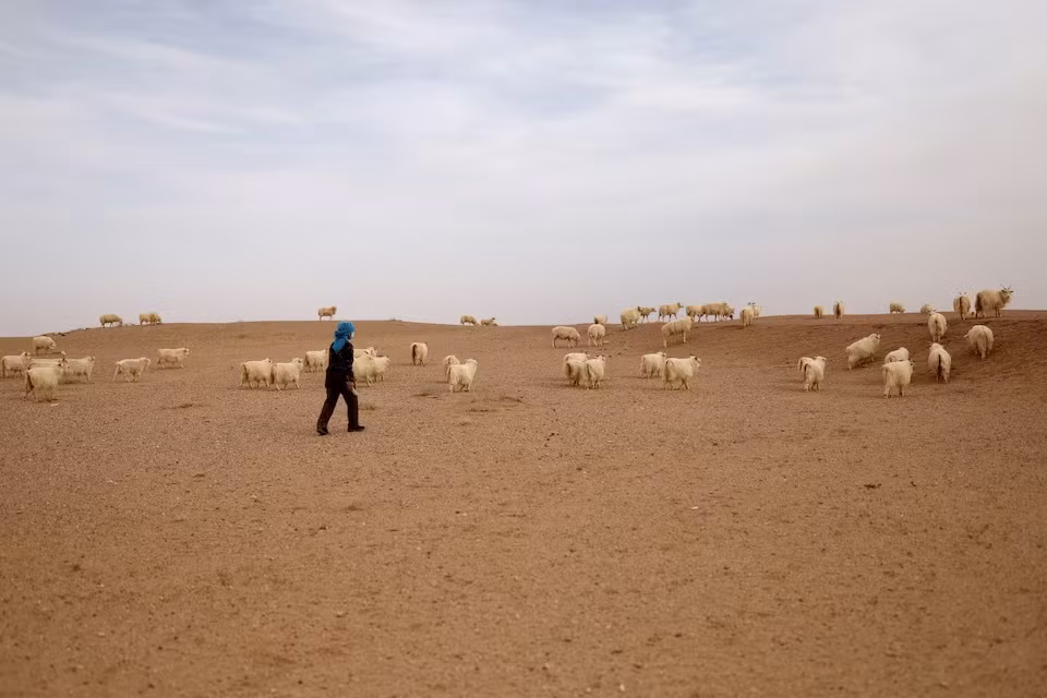 Chăn cừu trên sa mạc Gobi, tỉnh Cam Túc, Trung Quốc. Ảnh chụp ngày 18/4/2021. Nguồn: Reuters.