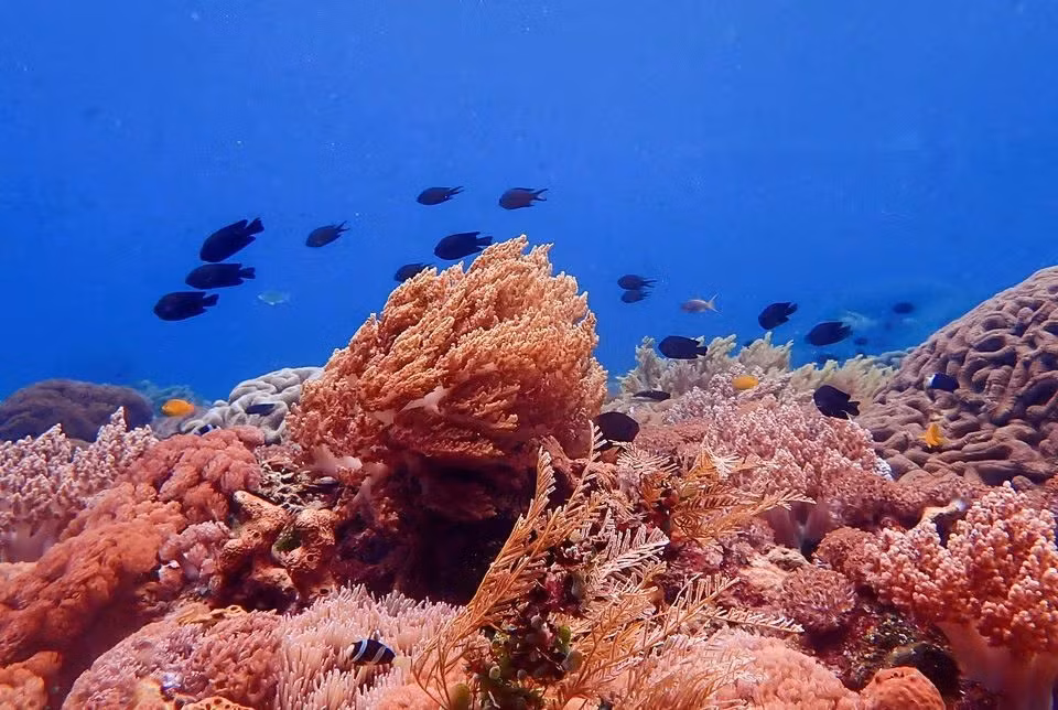 Cá bơi giữa các rạn san hô ở vùng biển Alor, tỉnh Đông Nusa Tenggara, Indonesia, ngày 6/10/2022. Ảnh: Reuters. Cá bơi giữa các rạn san hô ở vùng biển Alor, tỉnh Đông Nusa Tenggara, Indonesia, ngày 6/10/2022. Ảnh: Reuters.