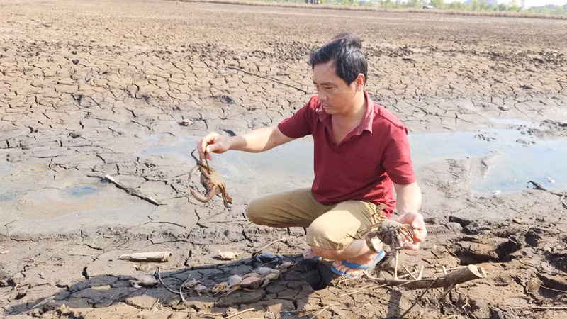 Do nguồn nước ô nhiễm, 12 ha nuôi tôm, cua, cá của ông Huỳnh Văn Kỷ chết hàng loạt, bị thiệt hại tổng cộng 380 triệu đồng. 