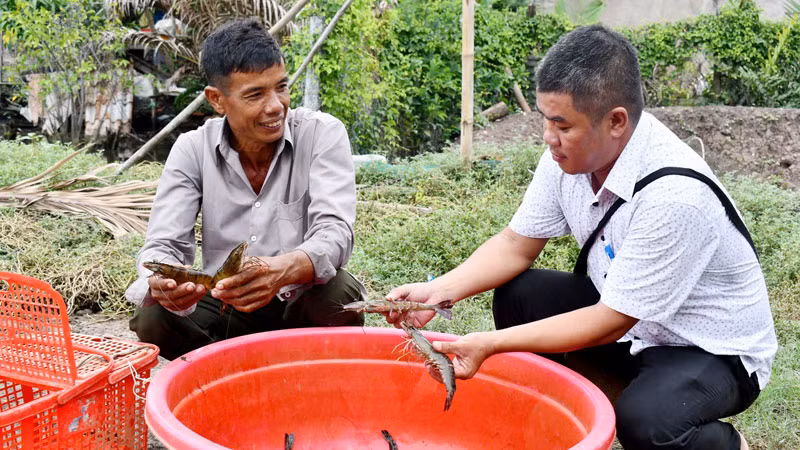 Ông Danh Kha (bên trái) thu hoạch tôm.