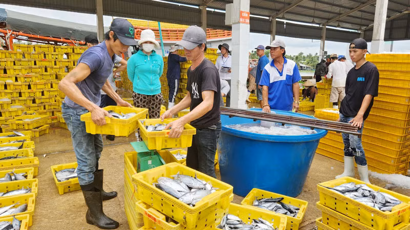 Năm 2024, kinh tế của tỉnh Kiên Giang tăng trưởng đạt 7,5%.