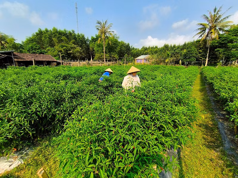Nông dân Tam Vinh (huyện Phú Ninh, tỉnh Quảng Nam) tham gia chuỗi liên kết sản xuất ớt. (Ảnh: LÊ ANH QUÂN)