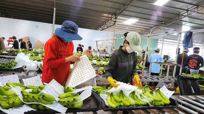 Chuối xuất khẩu, một hướng đi mới nhiều tiềm năng ở Gia Lai.