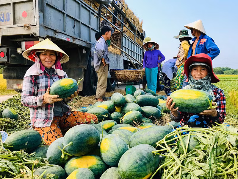 Dưa hấu Kỳ Lý (huyện Phú Ninh, tỉnh Quảng Nam) đã xây dựng thành công nhãn hiệu và thương hiệu hàng hóa. (Ảnh: LÊ ANH QUÂN)