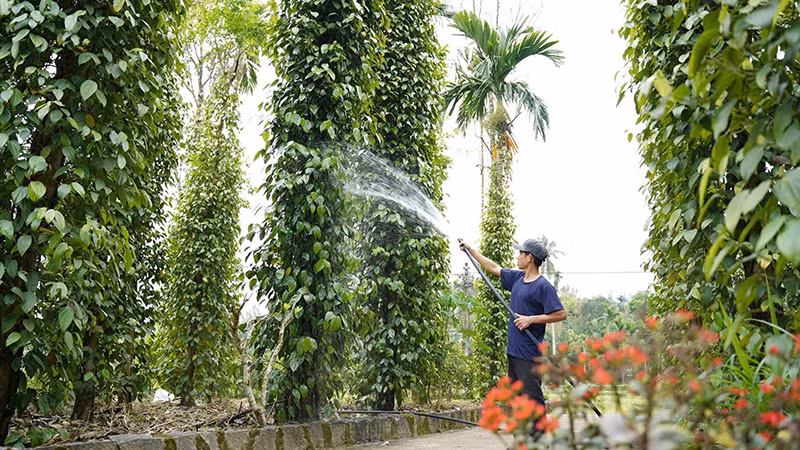 Người dân Tiên Phước (Quảng Nam) chú trọng kinh tế vườn, kinh tế trang trại. (Ảnh: LÊ ANH QUÂN)