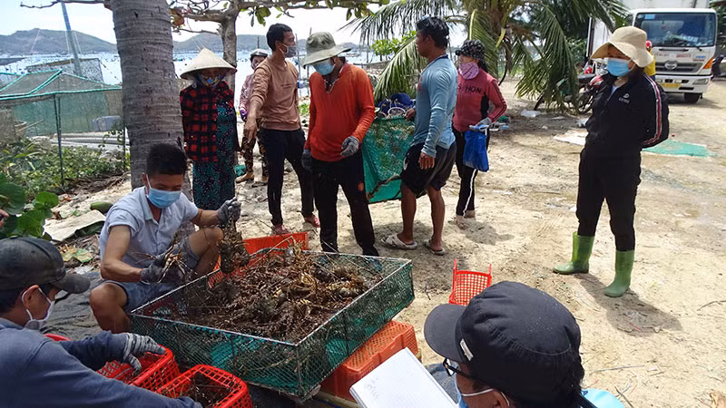 Thu hoạch tôm hùm tại làng biển Phú Dương, Xuân Thịnh, thị xã Sông Cầu.