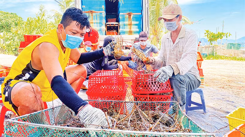 Người nuôi tôm xã Xuân Thịnh, thị xã Sông Cầu, Phú Yên đang thu hoạch tôm hùm.