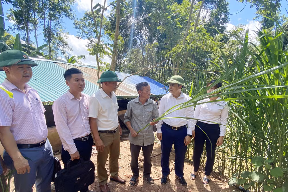 Lãnh đạo Huyện ủy Mường Nhé thăm mô hình trồng cỏ voi trên đất bạc màu tại xã Huổi Lếch.