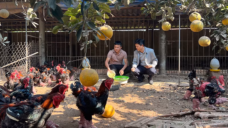 Lãnh đạo xã Đông Tảo thăm trại gà của Chủ tịch Hội Chăn nuôi gà Đông Tảo, Giám đốc Hợp tác xã Chăn nuôi và Kinh doanh gà Đông Tảo Lê Quốc Thắng (bên trái).