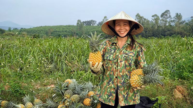 Nông dân Quỳnh Lưu phấn khởi thu hoạch dứa.