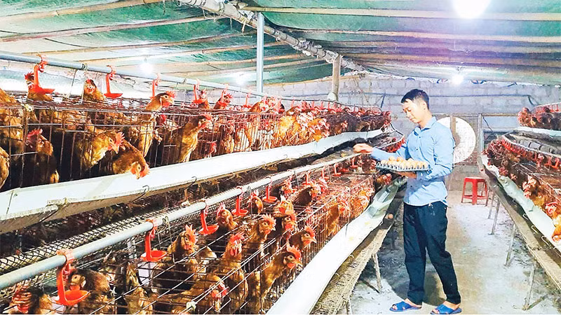 Nhiều hộ dân phát triển chăn nuôi gia cầm, vươn lên thoát nghèo nhờ nguồn vốn vay tín dụng.