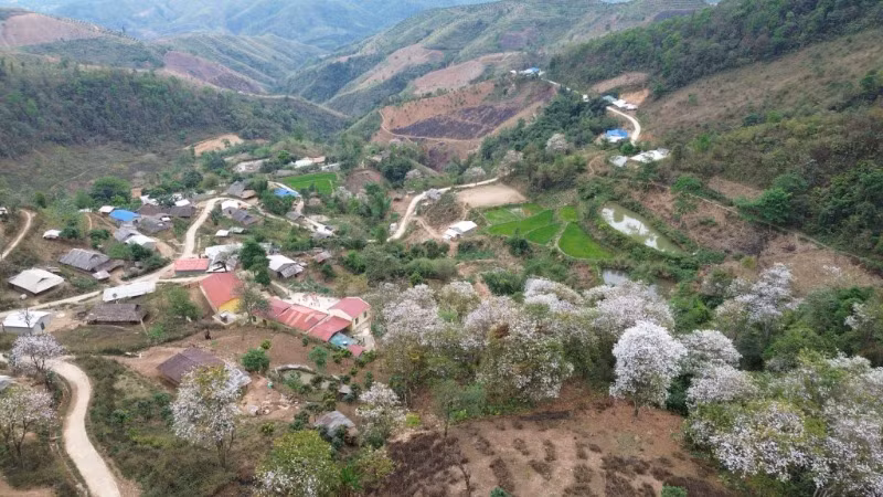 Để thu hút khách tham quan rừng ban cổ tại bản Nậm Cứm, xã Ngối Cáy, hiện nay, huyện Mường Ảng đang triển khai xây dựng các công trình hạ tầng, chỉnh trang khuôn viên quanh bản.
