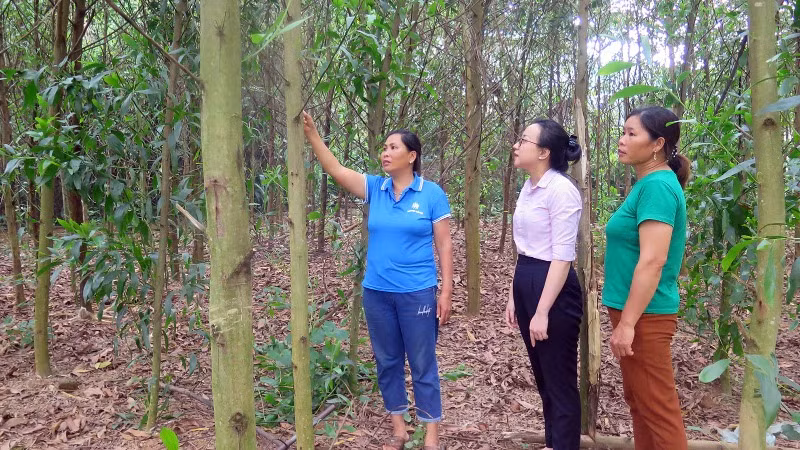 Gia đình bà Nông Thị Hằng, thôn Phục Hưng, xã Lương Thiện được vay 100 triệu đồng từ Phòng giao dịch Ngân hàng Chính sách xã hội huyện Sơn Dương để trồng keo.