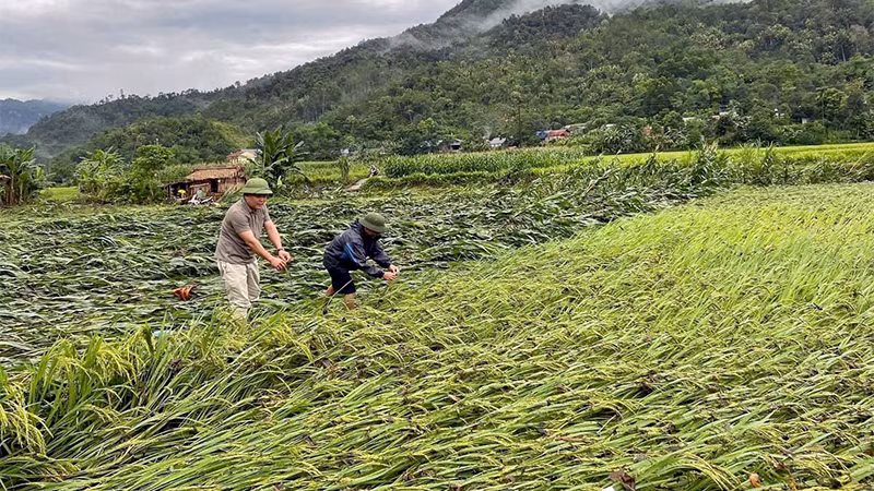 Mưa lớn kèm dông khiến nhiều diện tích lúa và ngô của người dân tại huyện Lâm Bình, tỉnh Tuyên Quang bị gẫy đổ.