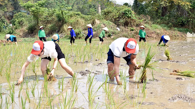 Du khách trải nghiệm cấy lúa.