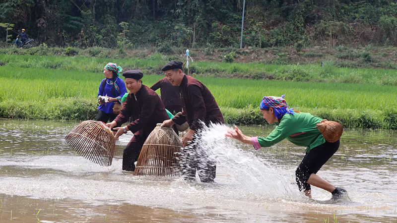 Thi bắt cá bằng nơm ở ruộng lúa tại thôn Tân Lập, xã Tân Trào.