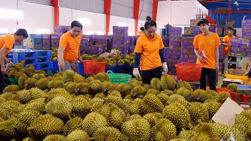 Sầu riêng Bình Phước là một trong những nông sản cần doanh nghiệp FDI đầu tư chế biến chuyên sâu để xuất khẩu.