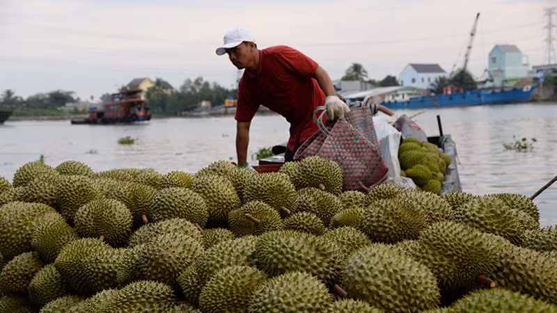 Thu mua sầu riêng tại xã Long Trung, huyện Cai Lậy, tỉnh Tiền Giang.