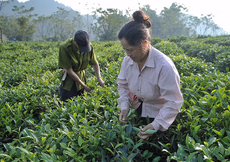 Người dân thu hoạch chè tại thị trấn Mộc Châu (Sơn La). Đây là những người thuộc diện khu vực phi chính thức cần các chính sách khuyến khích tham gia bảo hiểm xã hội. (Ảnh NGUYỄN ĐĂNG)